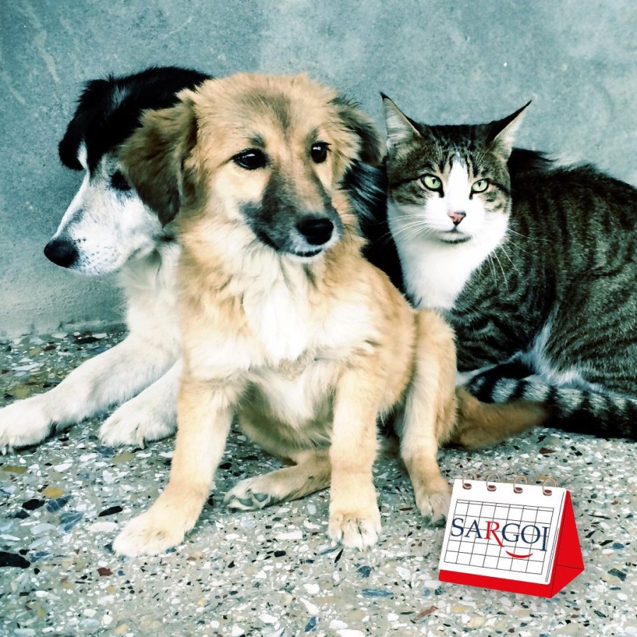 It's August 17th: Homeless Animals Day  