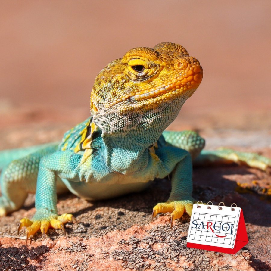 It's August 14th: Lizard Day  