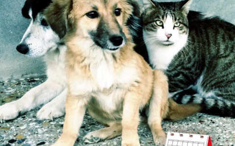 It's August 17th: Homeless Animals Day  