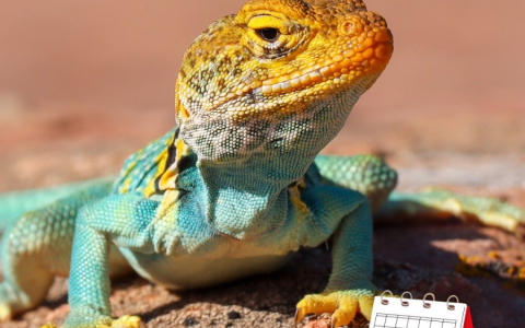 It's August 14th: Lizard Day  