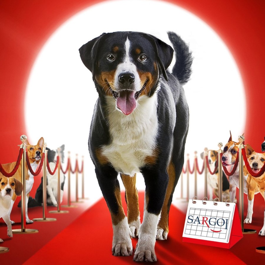 It's November 6th and it's The Dog Film Festival Day 