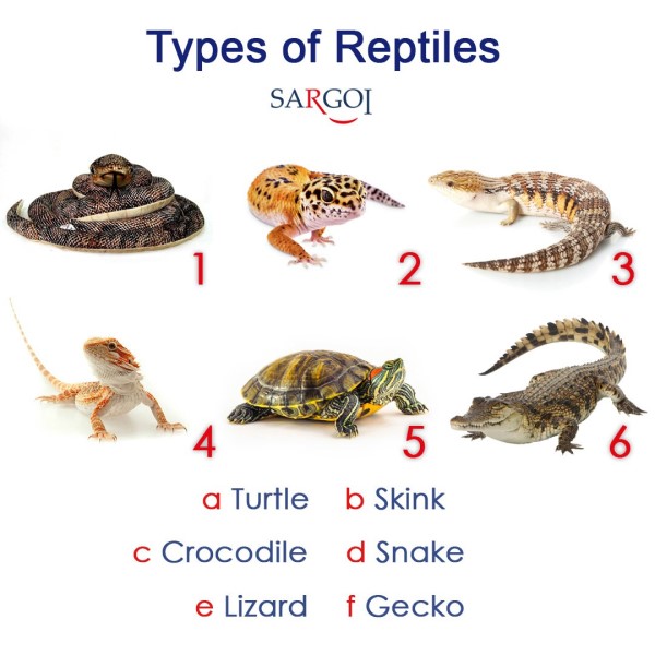 Lizard Day1