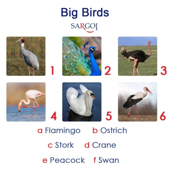 International Crane Day1