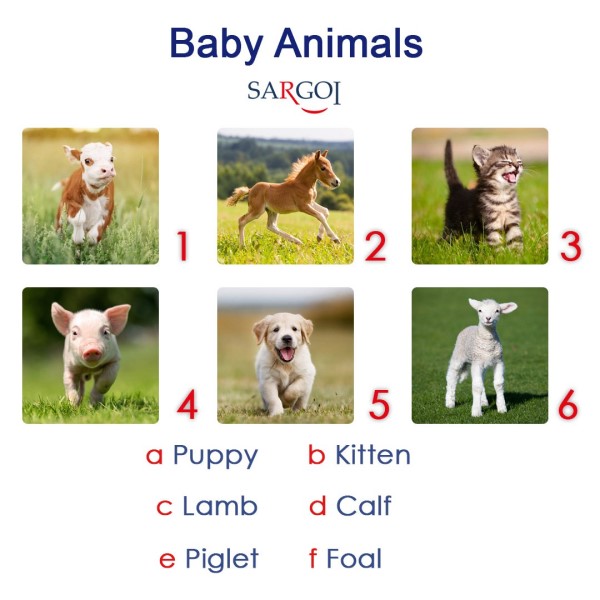 Farm Animals Day1