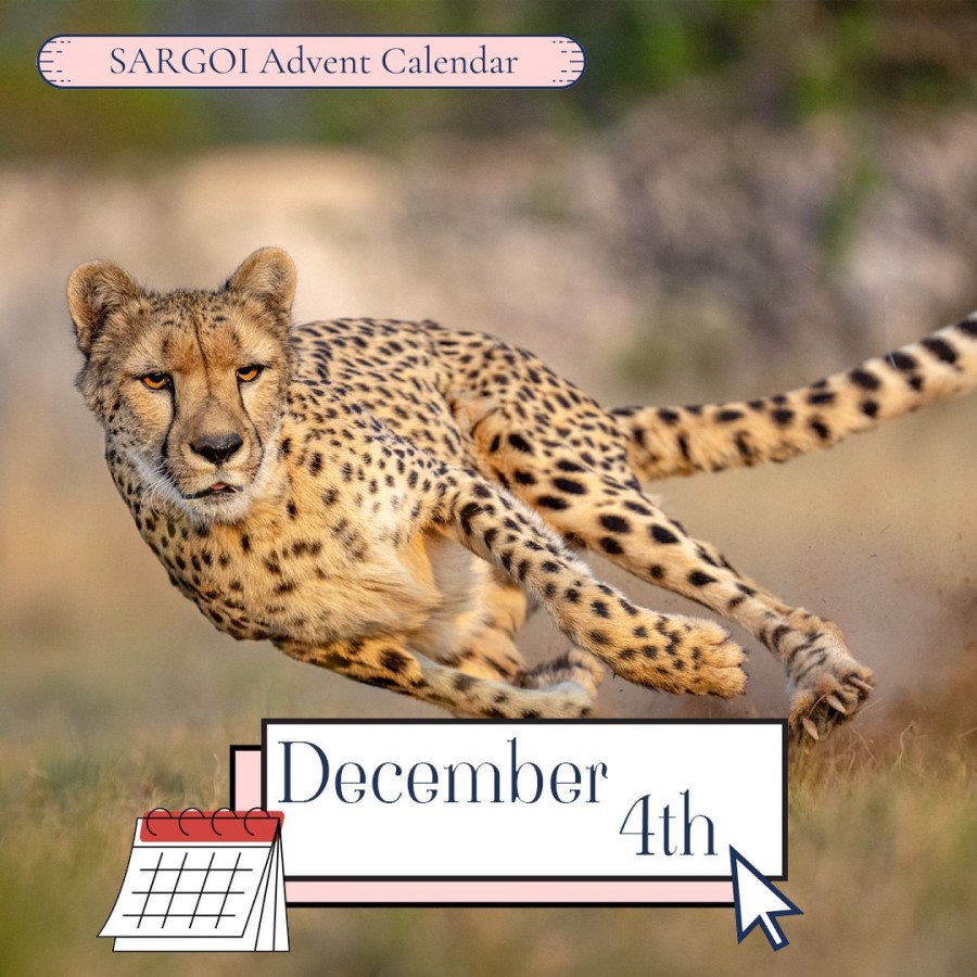 Cheetah Day 