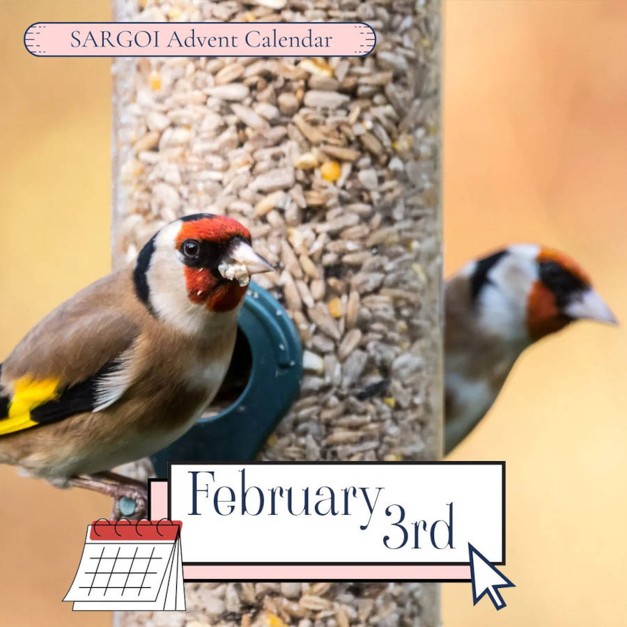 It's February 3rd and it's Feed a Bird Day