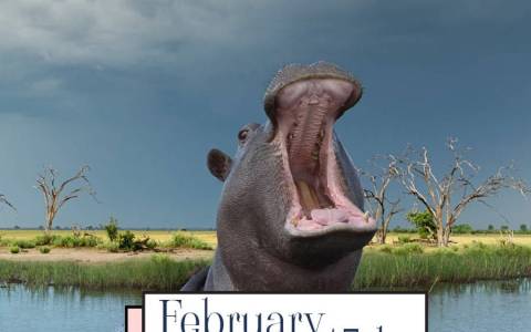 World Hippo Day 