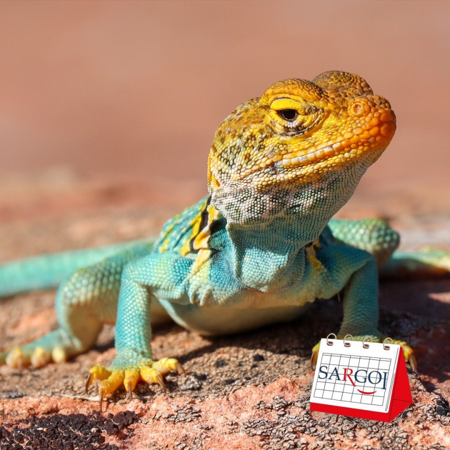 It's August 14th: Lizard Day