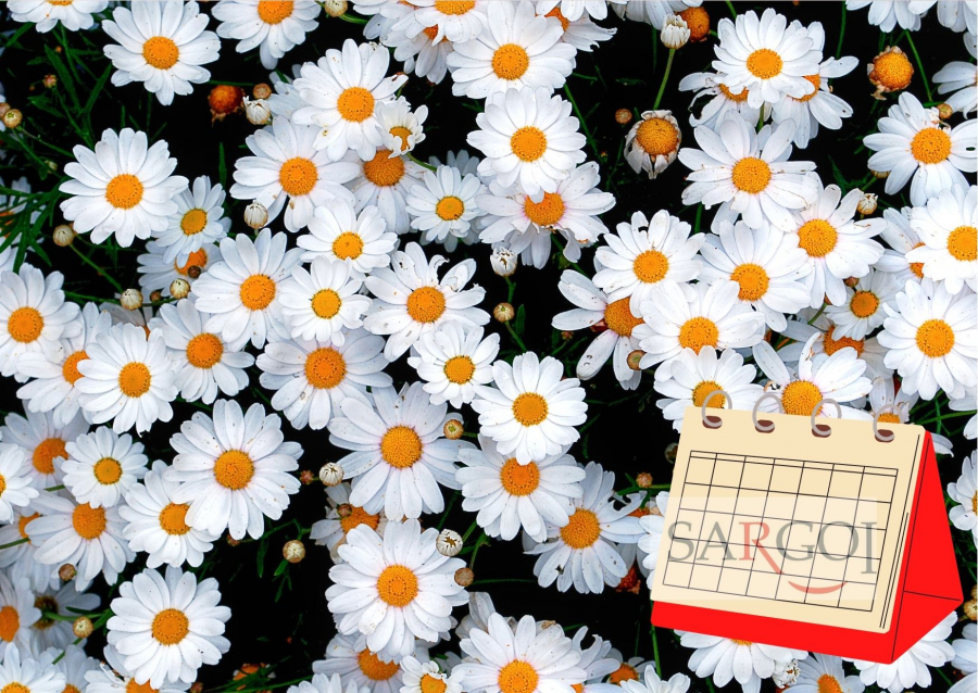 January 28: National Daisy Day