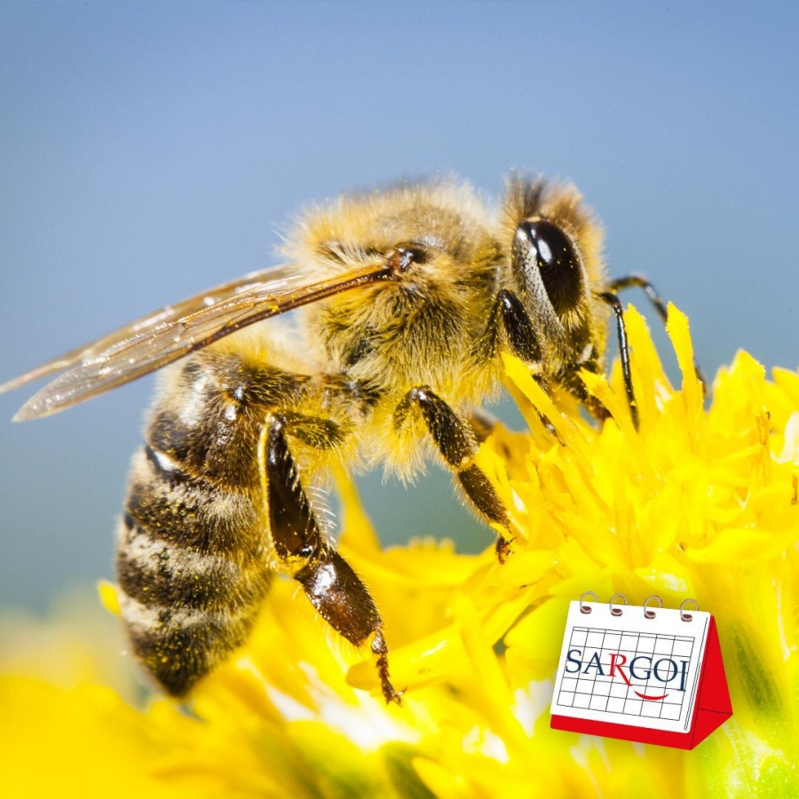 It's May 20th: Bee Day