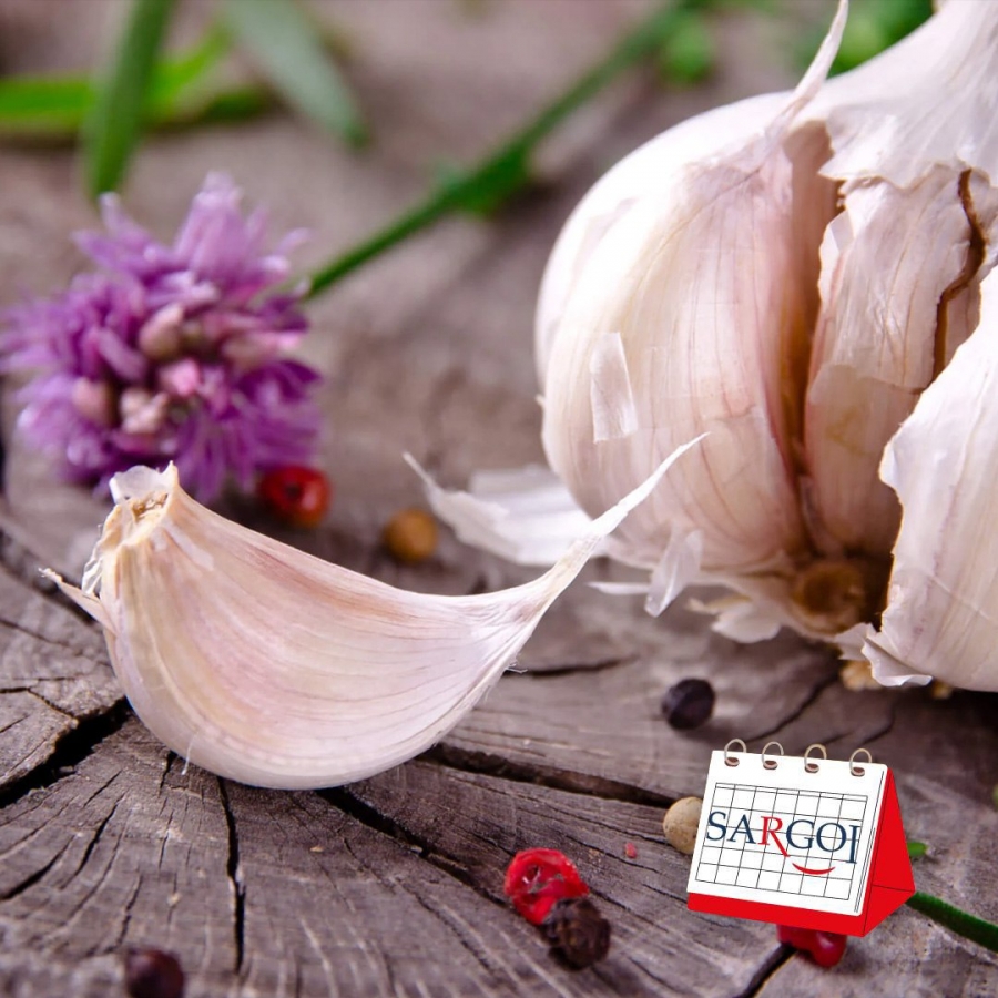 It's April 19th: Garlic Day