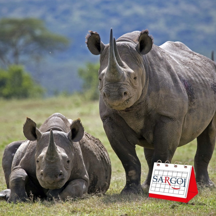 It's September 22th: Rhino Day