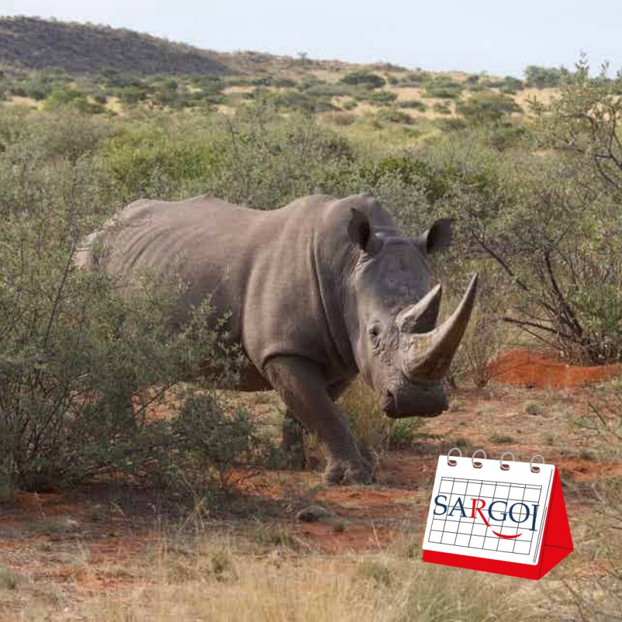 It’s September 22nd: World Rhino Day