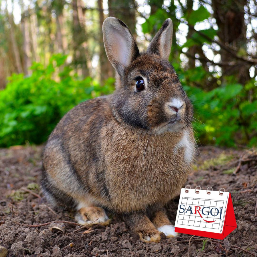 It’s September 24th: International Rabbit Day