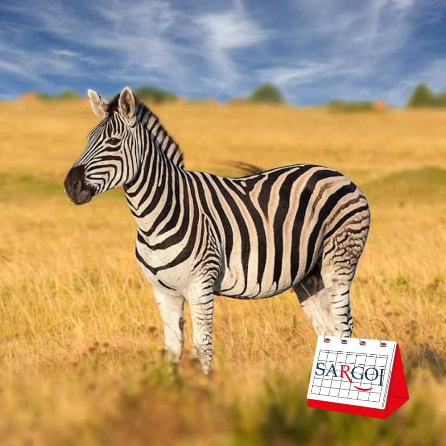 It’s January 31st: Zebra Day