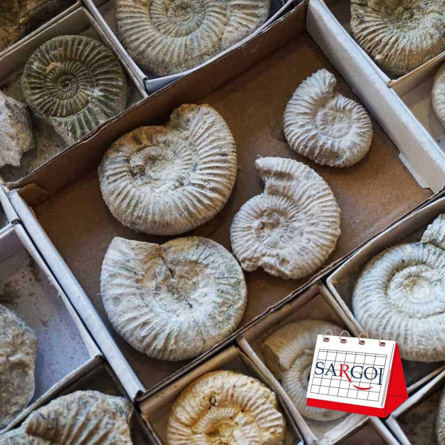 It's January 7th: Fossils Day