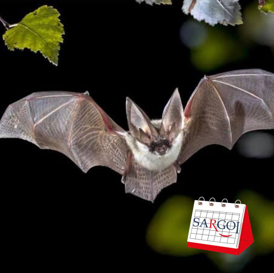 it’s August 27th: International Bat Night