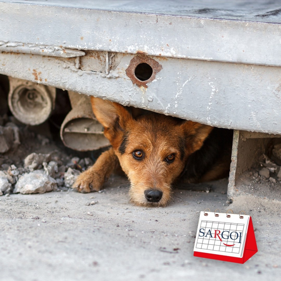 It's August 19th: Homeless Animals Day