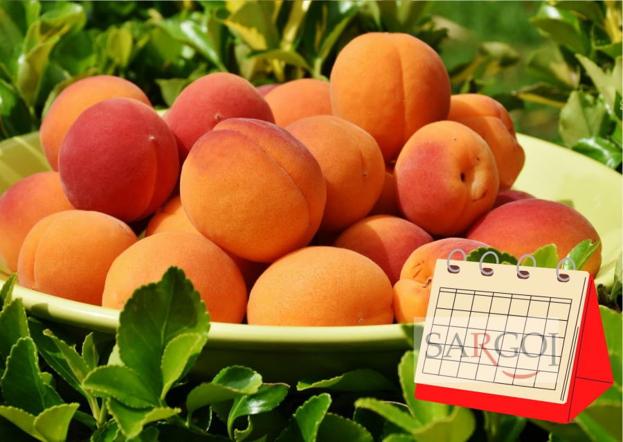 January 9: National Apricot Day