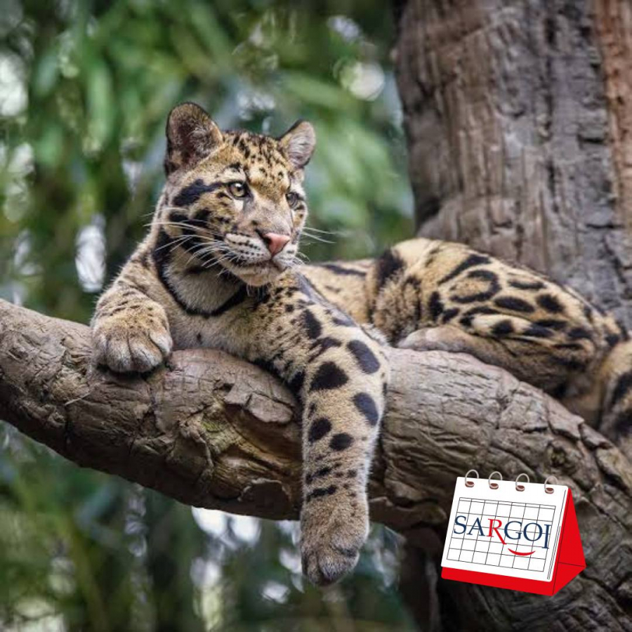 It’s August 4th: International Clouded Leopard Day