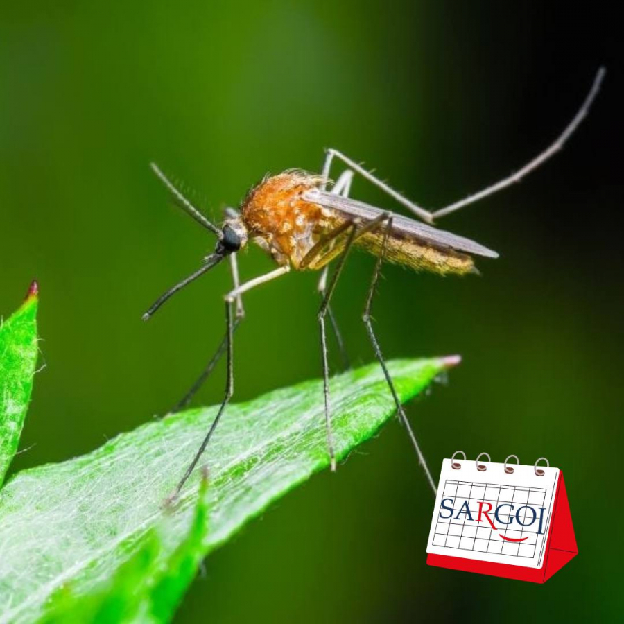 It’s August 20th: World Mosquito Day